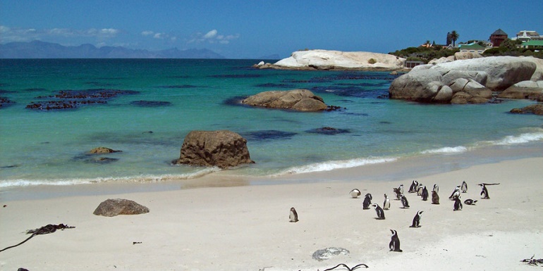 boulders beach penguins cives